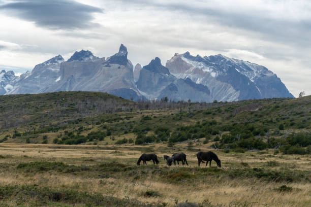 istock Wild Hores in Torres del Paine 1167643725