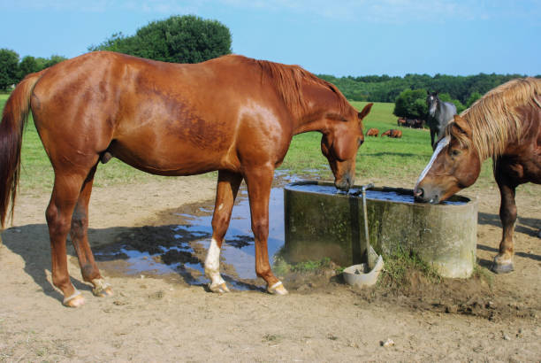 istock Horses on a warm summer day 1167643792