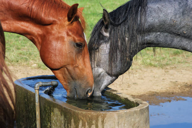 istock Horses on a warm summer day 1167643794