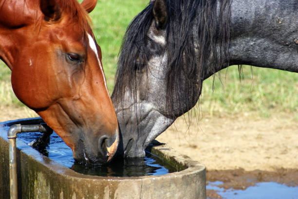 istock Horses on a warm summer day 1167643795