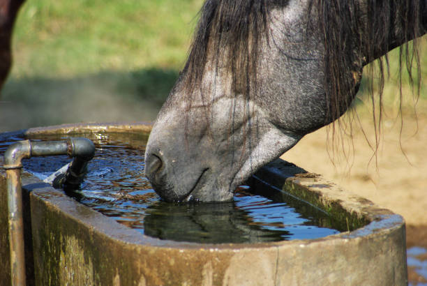 istock Horses on a warm summer day 1167643798