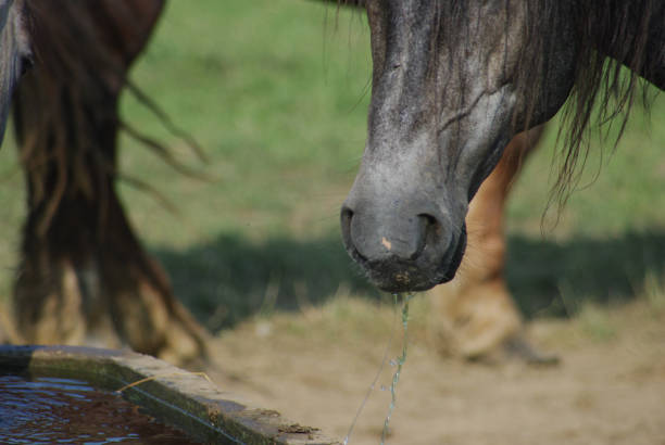 istock Horses on a warm summer day 1167643801