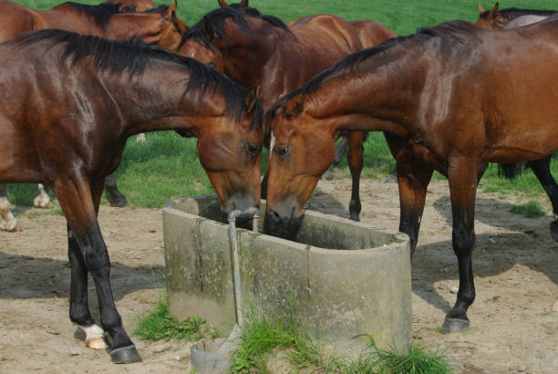 istock Horses on a warm summer day 1167643809