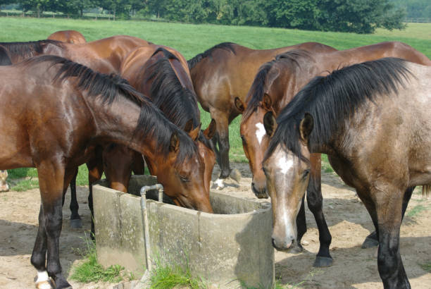 istock Horses on a warm summer day 1167643810