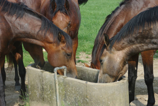 istock Horses on a warm summer day 1167643830