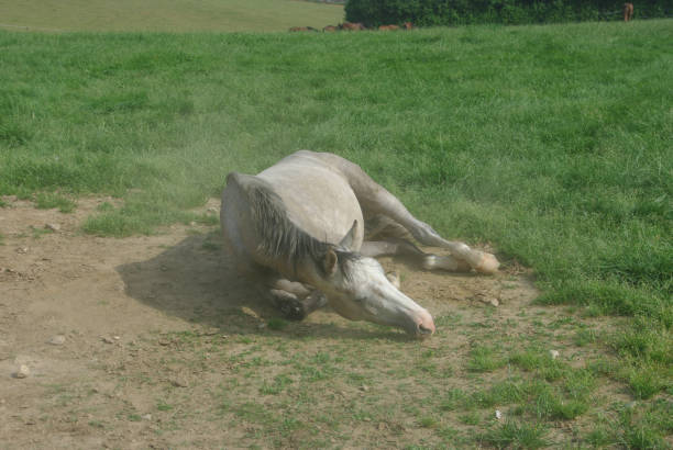 istock Horses on a warm summer day 1167643840
