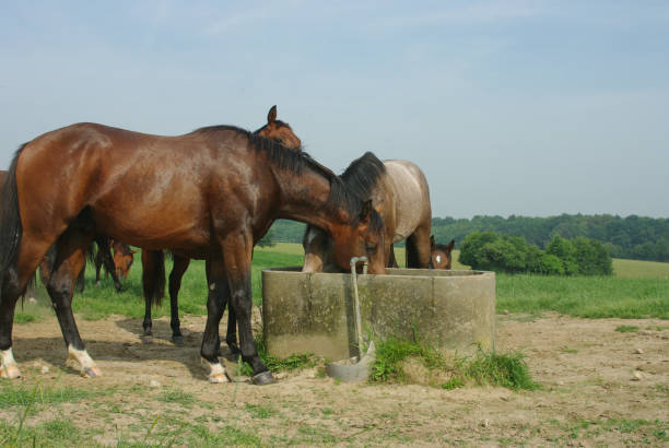 istock Horses on a warm summer day 1167643846