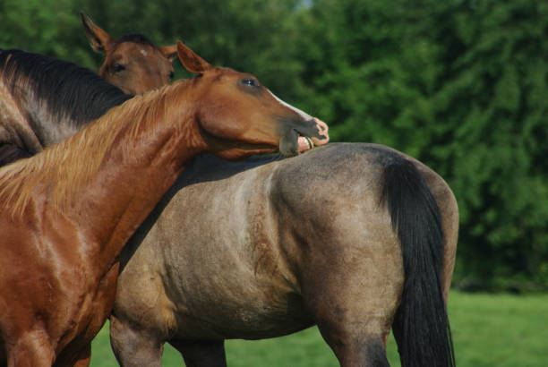 istock Scratching Horses on a warm summer day 1167643856