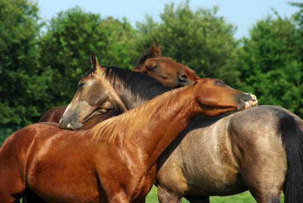 Scratching Horses on a warm summer day Scratching Horses on a dry and warm summer day animal penis stock pictures, royalty-free photos & images