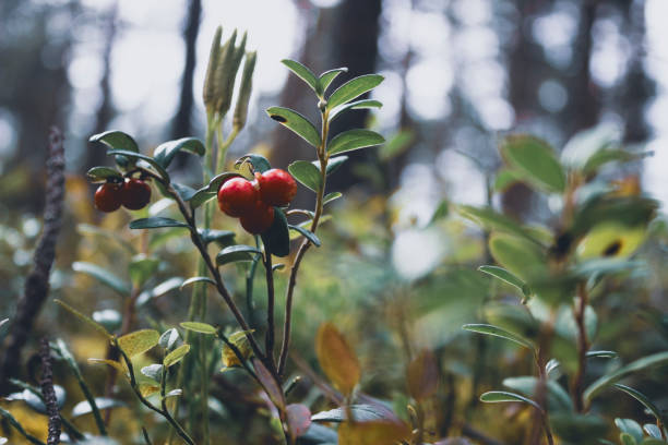 cranberries berry close up.forest in the background