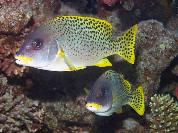 istock Blackspotted Sweetlips (Plectorhinchus gaterinus) in the Red Sea, Egypt 1167644417
