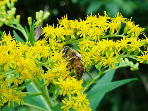 Dronefly, sientific name Eristalis tenax, pollinating the flowers of a Giant Goldenrod, Solidago gigantea