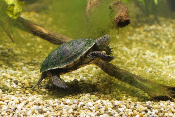 istock European pond turtle underwater (Emys orbicularis) 1167648365