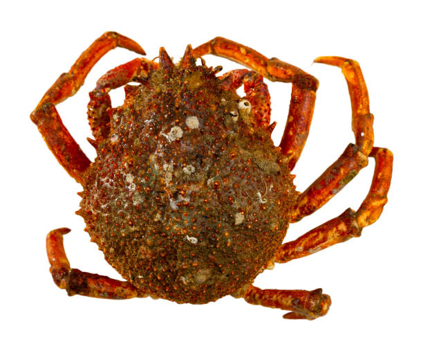 istock Spider crab on wooden background 1167648911