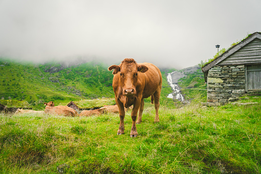 Cattle  grazing on green fields