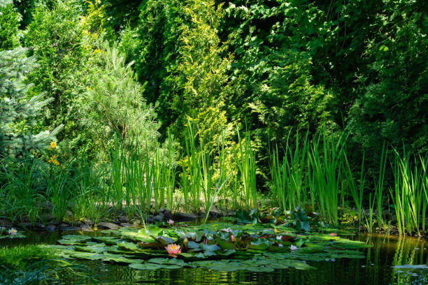 estanque mágico de jardín con nenúfares y lotos en flor. el abeto, el tui y otros perennes en la orilla se reflejan en la superficie del agua del estanque. atmósfera de relajación, tranquilidad y felicidad - forest pond landscaped water fotografías e imágenes de stock