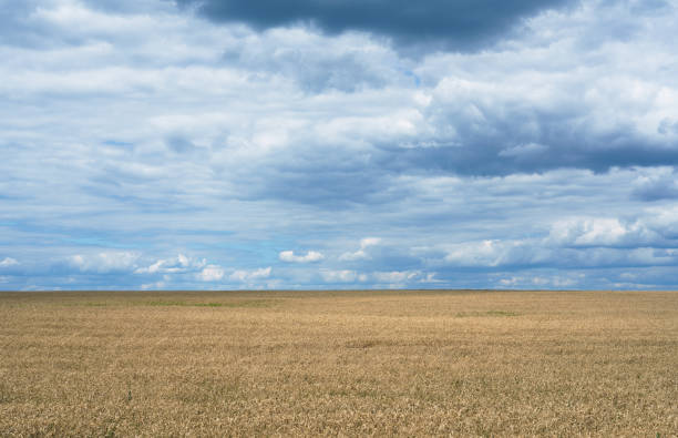 istock Yellow dry wheat field with cloudy sky in Ukraine 1167651300
