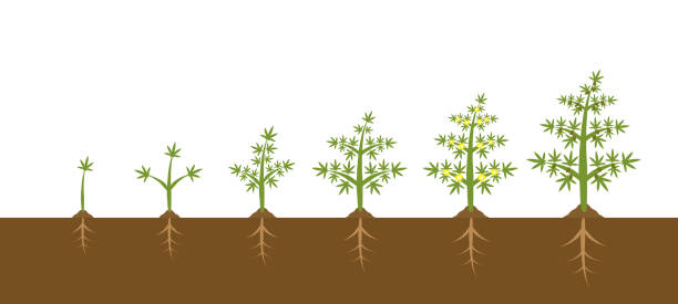 대마초 식물 성장 단계의 인포 그래픽. 의료 마리화나 일러스트 디자인의 심기 - hydroponics seed seedling plant stock illustrations