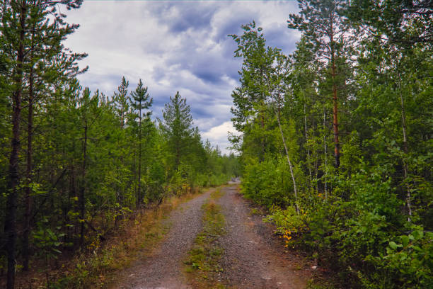 istock Dirt road in the forest summer landscape. 1167652304