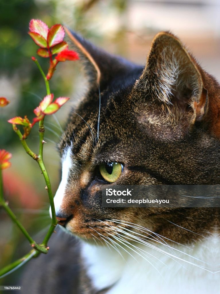 Gato entre rosas - Royalty-free Amizade Foto de stock