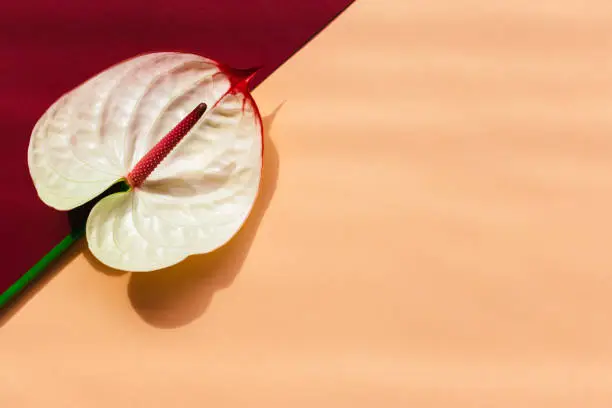 Photo of Amazing tropical anthurium flower on peach pink pastel  and dark red background. Place for text.