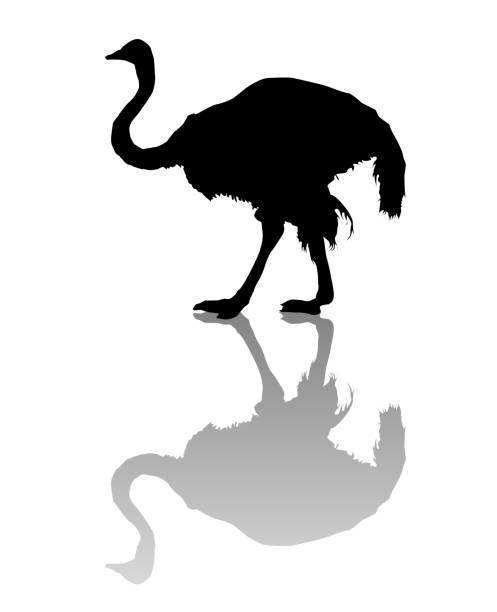 Ostrich silhouette Vector silhouette of an ostrich over white background ostrich silhouette stock illustrations