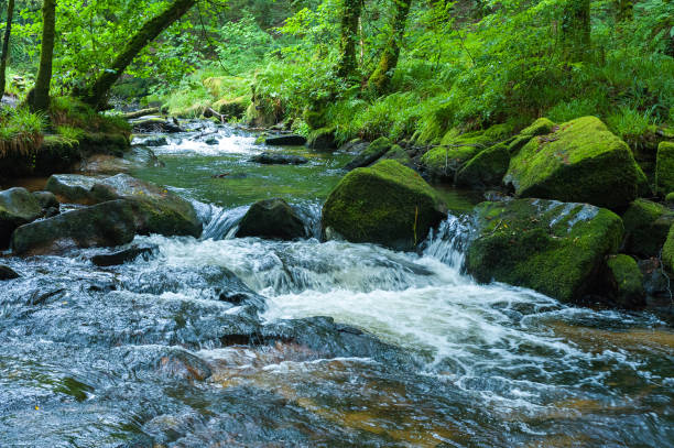 istock River Fowey and the Golitha Falls 1167656874