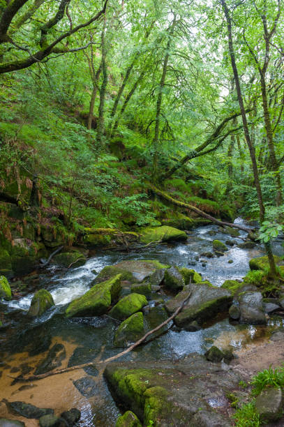istock River Fowey and the Golitha Falls 1167656915