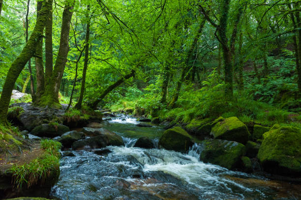 istock River Fowey and the Golitha Falls 1167656920