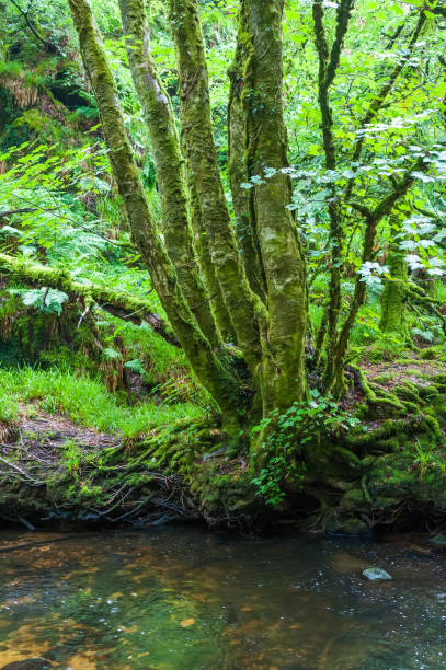 istock River Fowey and the Golitha Falls 1167656921