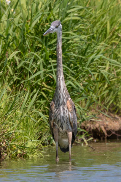 istock Juvenile Great blue heron in natural environment 1167661635