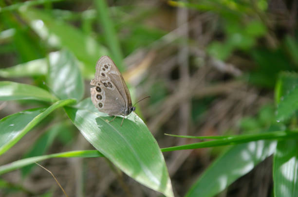 Lopinga achine, one species of dryads.