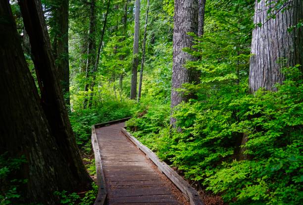 istock Oregon's Lost Lake Boardwalk 1167661827