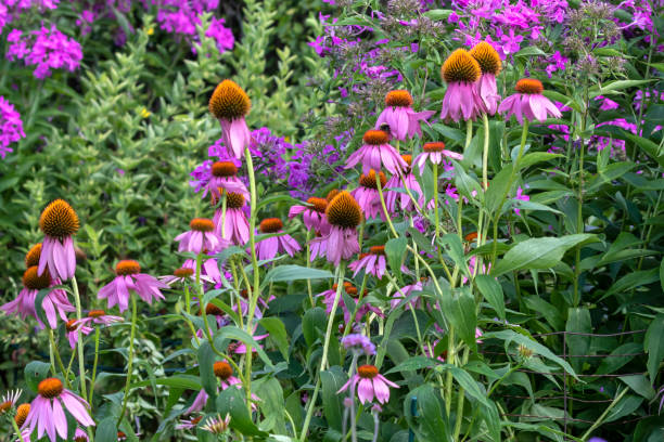 istock The  Coneflower ( Echinacea purpurea) in a botanical garden 1167662043