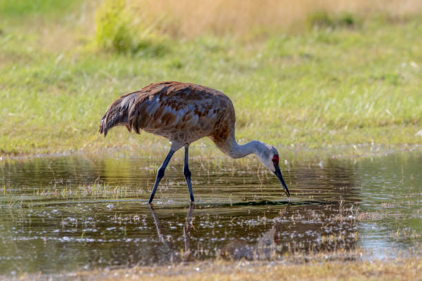 istock The sandhill crane (Antigone canadensis) on the wet meadow 1167662582