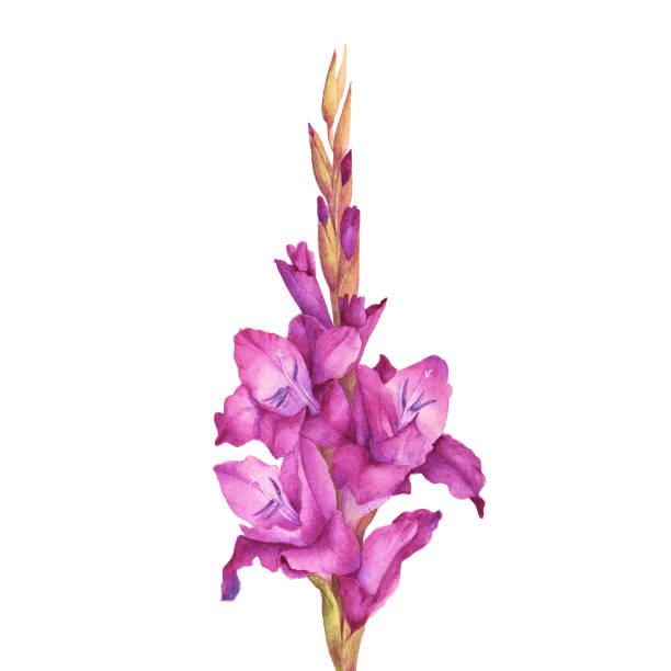 illustrazioni stock, clip art, cartoni animati e icone di tendenza di fiore gladiolo da giardino rosa acquerello. - flower purple gladiolus isolated