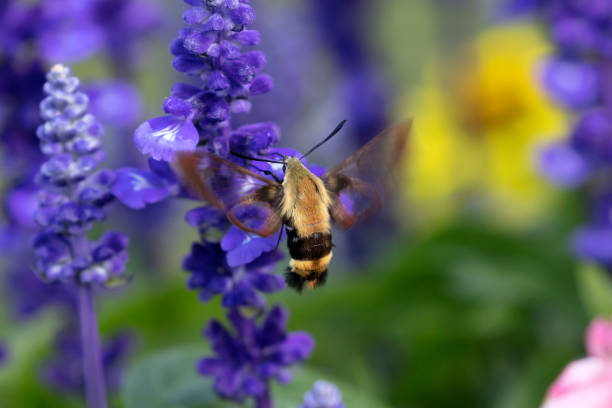 istock The hummingbird clearwing,Hemaris thysbe commonly known as hawk moth 1167662809