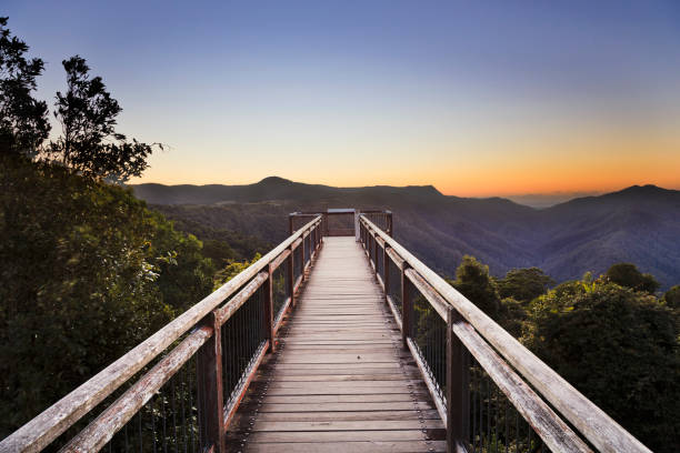 dnp platform dark pink - eucalyptus tree tree australia tropical rainforest imagens e fotografias de stock