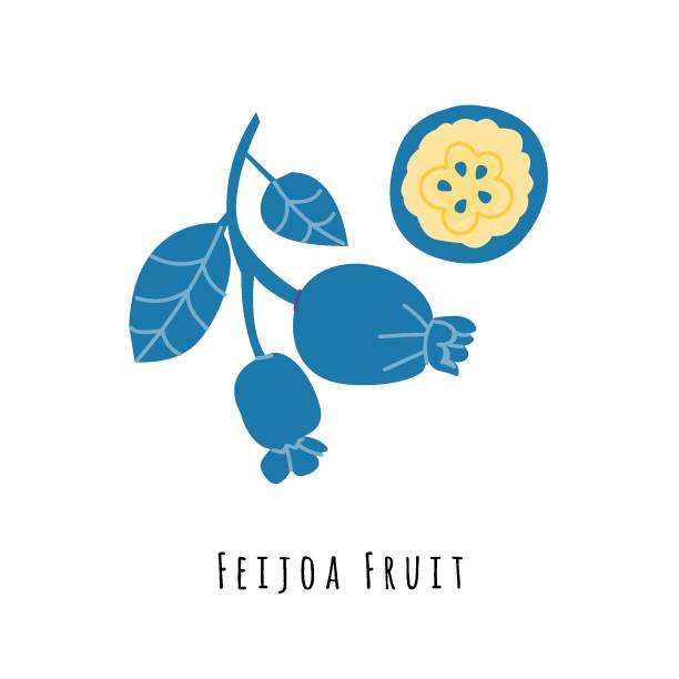 ilustraciones, imágenes clip art, dibujos animados e iconos de stock de ilustración vectorial plana de frutas de feijoa - feijoo