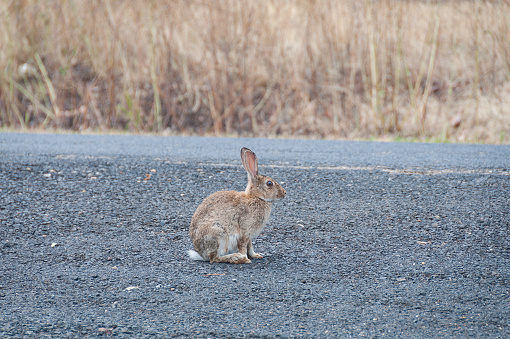 Wild brown rabbit on a road. Australian pest animals