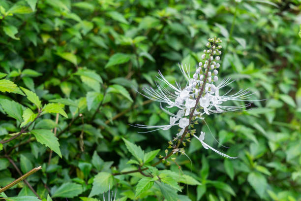 Kidney tea plant Kidney tea plant, Java tea, Orthosiphon aristatus (Blume) Miq. orthosiphon aristatus stock pictures, royalty-free photos & images