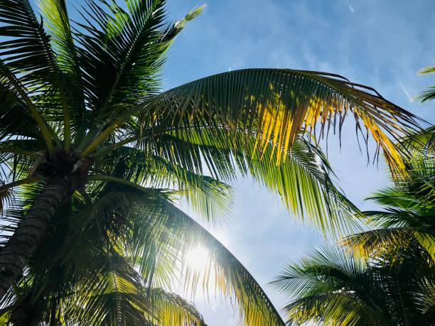 istock close up palm tree leaves over sunny sky 1167665978