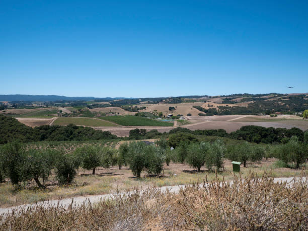 istock Wide View of Olive Orchards in Central California 1167667247