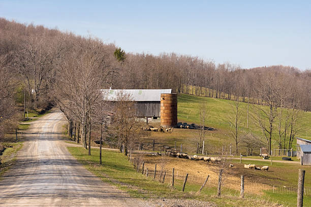istock Herd of Sheep in Spring with Barn and Silo 116766898