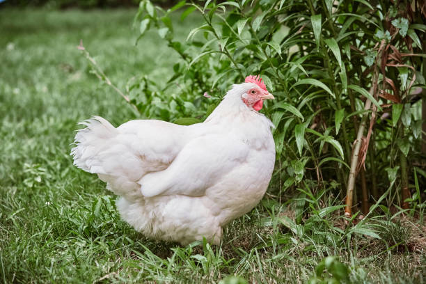 istock White Cage-Free Chicken Grass-Fed  eating grass from ground 1167670083