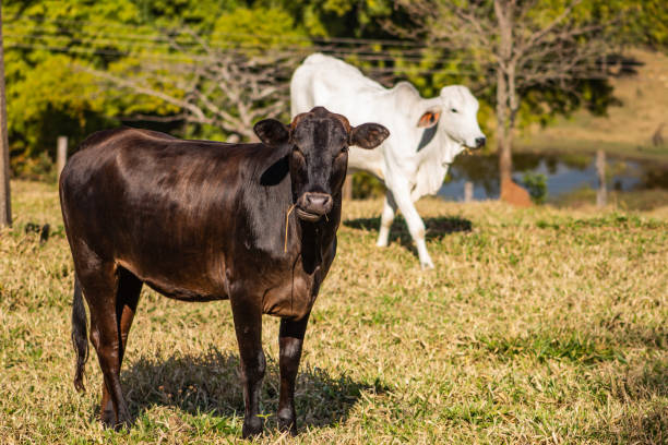 Rural region stock photo