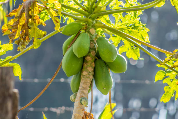Rural region stock photo