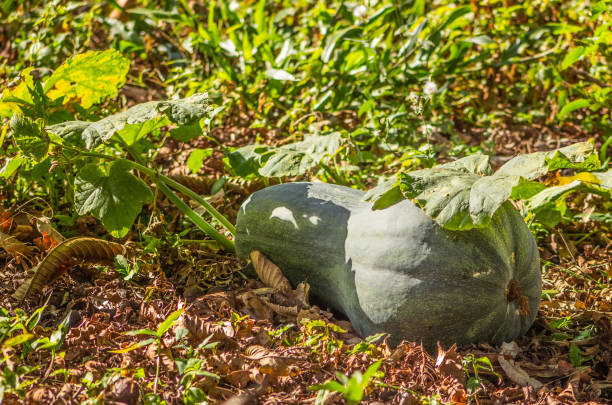 Rural region stock photo