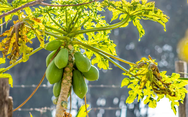 Rural region stock photo