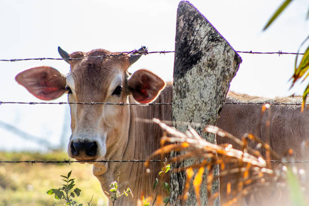 Rural region stock photo